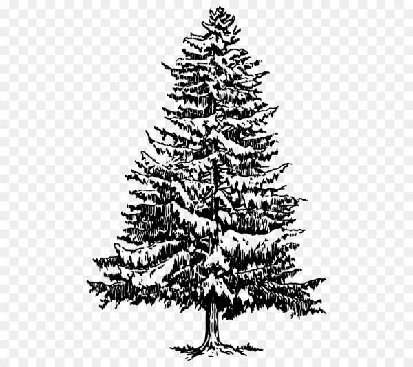 Ель Сибирская