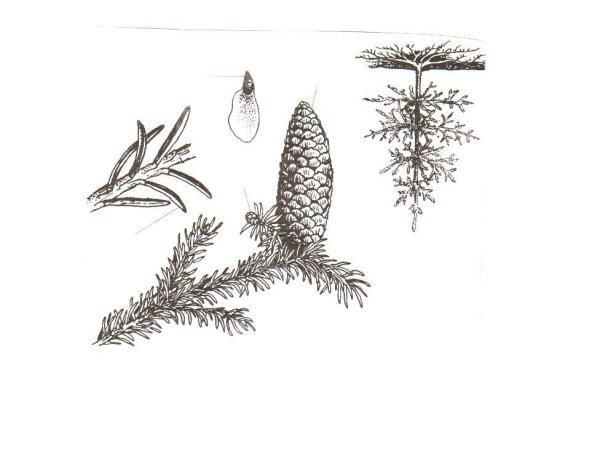 Ель Аянская шишка рисунок