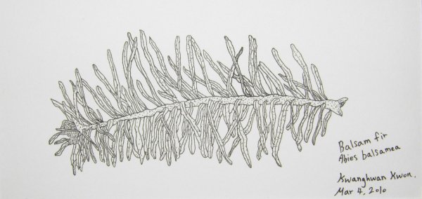 Ель европейская хвоинки