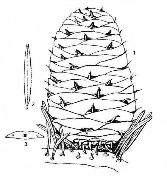 Рисуем хвойные деревья