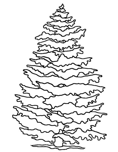 Лиственница силуэт