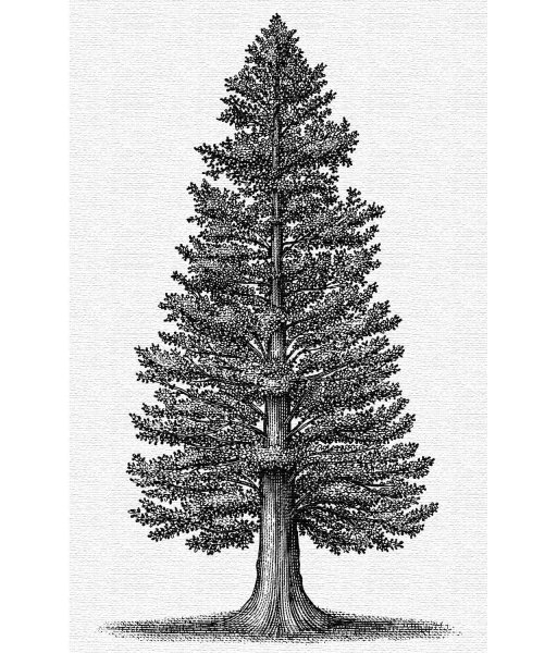 Ель рисунок