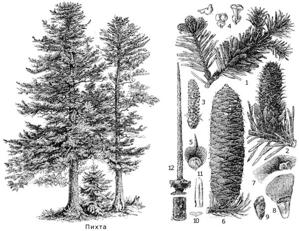 Раскраска ель и сосна