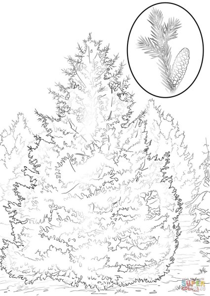 Ель раскраска