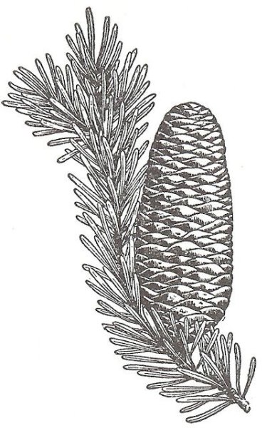 Пихта Графика