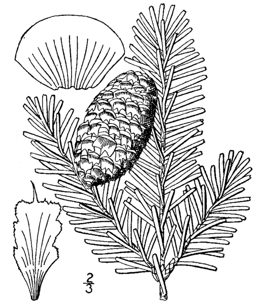 Сосна раскраска для детей