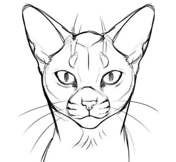 Рисование морды кота