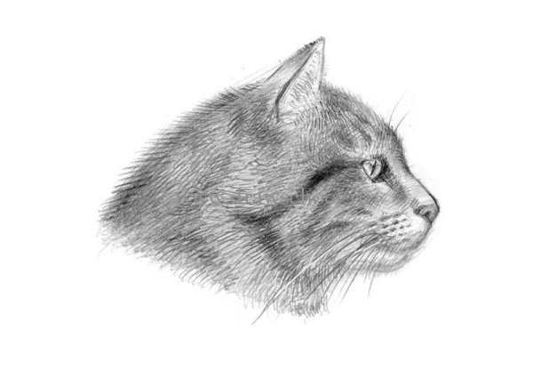 Мордочка кота рисунок карандашом