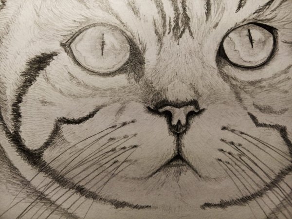 Котик эскиз