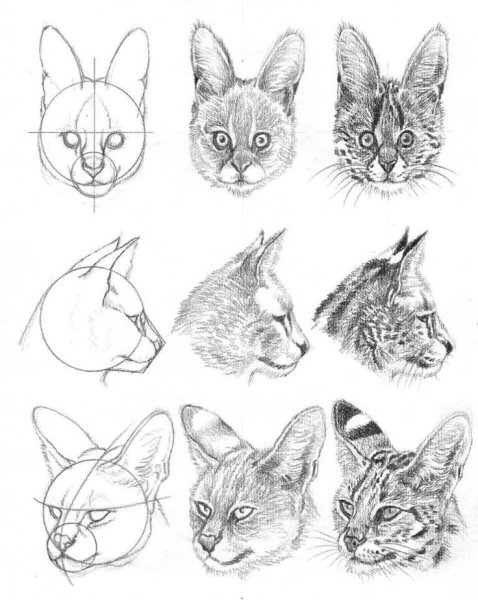 Мордочка кошки карандашом