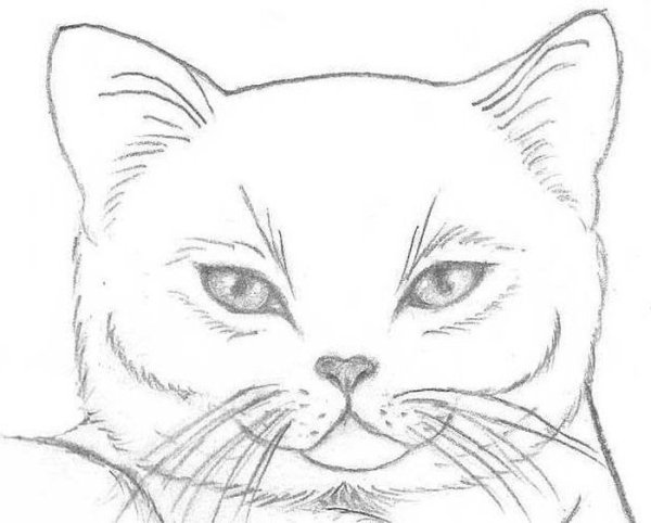 Набросок морды кота