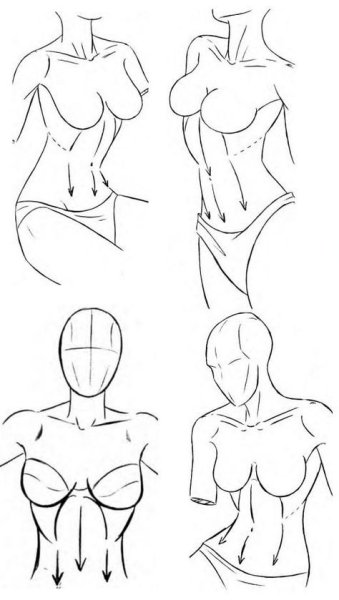 Анатомия груди для рисования