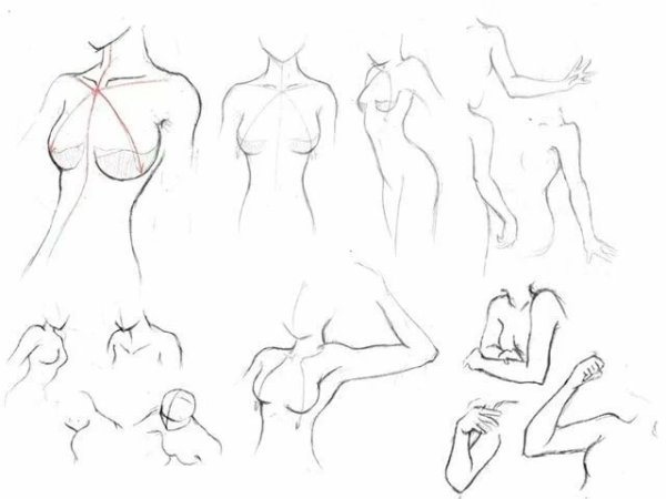 Силуэт женской груди