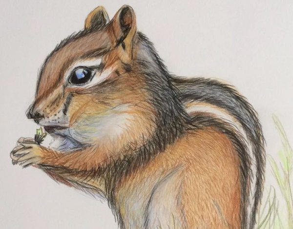 Бурундук раскраска для детей