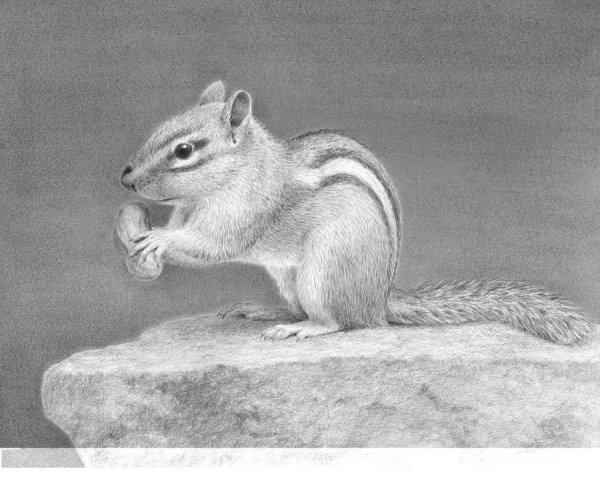 Нарисовать бурундука