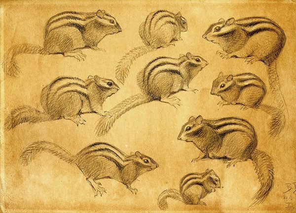 Бурундук карандашом