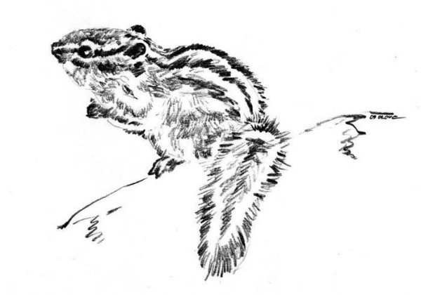 Нарисовать бурундука