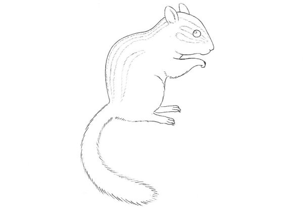 Нарисовать бурундука