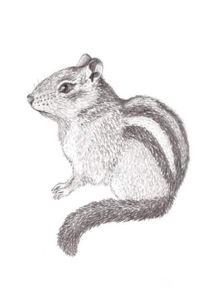 Бурундук карандашом