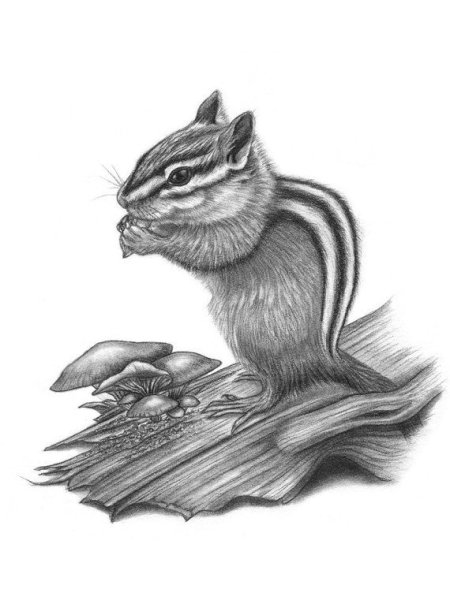 Бурундук рисунок