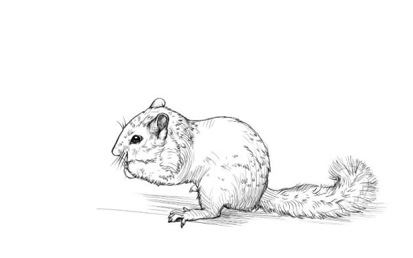 Нарисовать бурундука