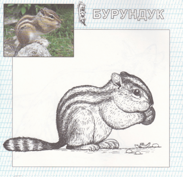 Бурундук карандашом для детей