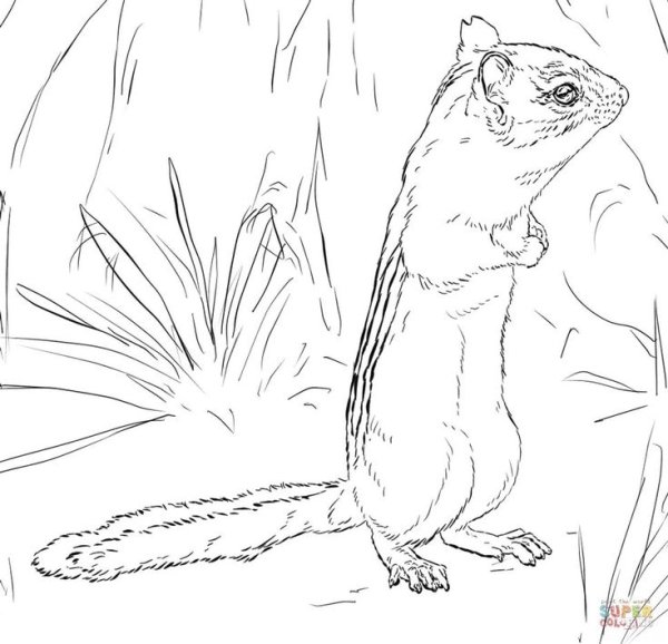 Рисунки белочки для срисовки