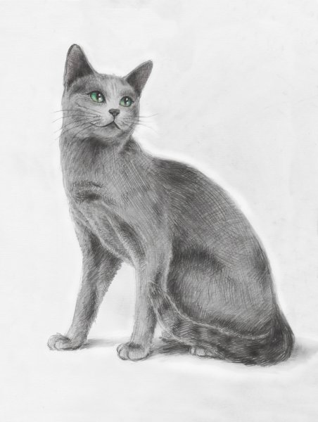 Кошка карандашом