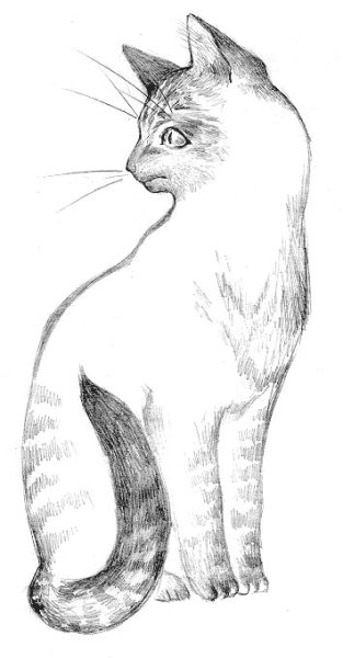 Кошка сидит рисунок карандашом