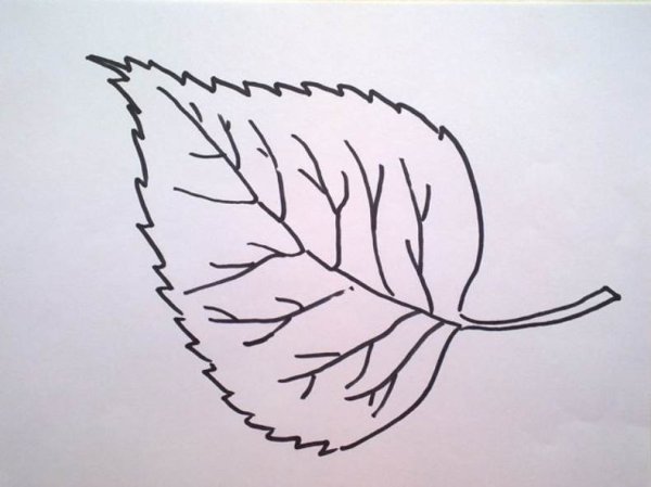 Берёза листья