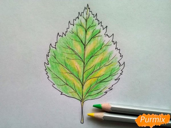 Рисование с натуры лист берёзы