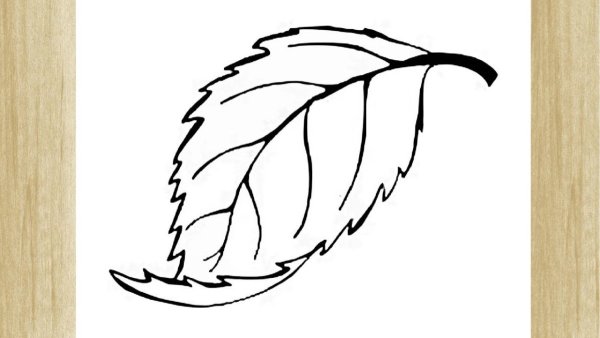 Листья раскраска