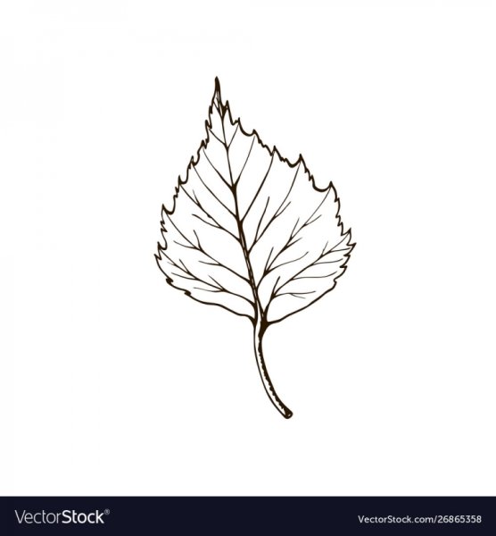 Листья березы черно белые