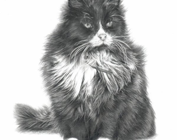 Фото кошки рисунок