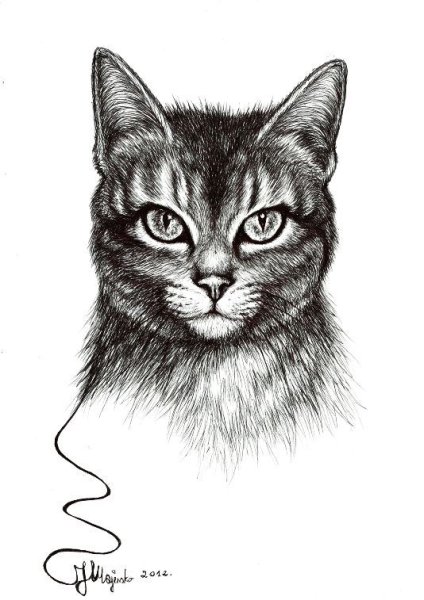 Наброски котят морда