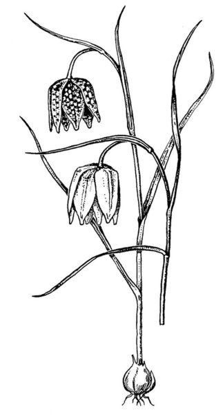 Рябчик русский растение