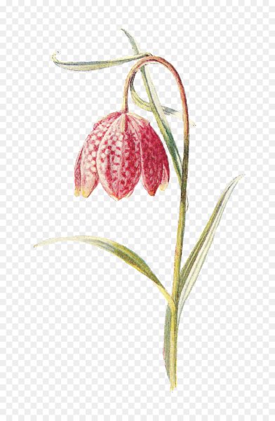 Рябчик шахматный