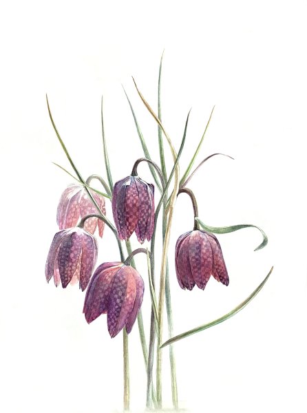 Рябчик шахматный Ботанический