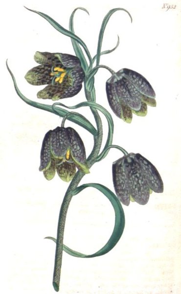 Рябчик шахматный