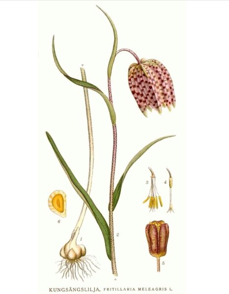 Рябчик акварель