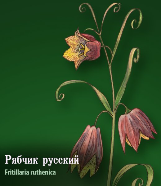 Рябчик русский растение