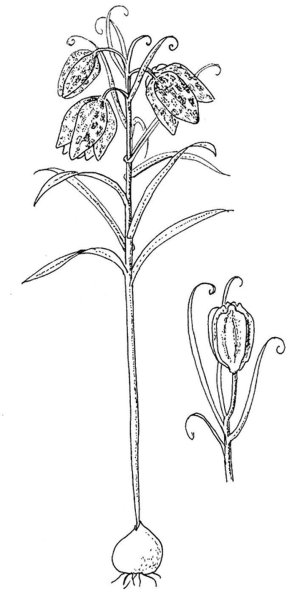 Рябчик шахматный рисунок