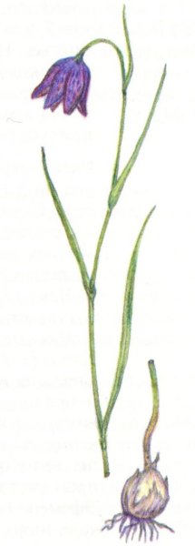 Рябчик шахматный раскраска