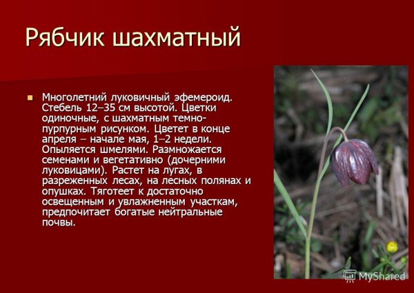 Цветок рябчик ботаника