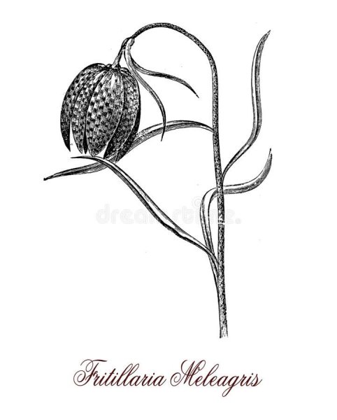 Рябчик шахматный раскраска