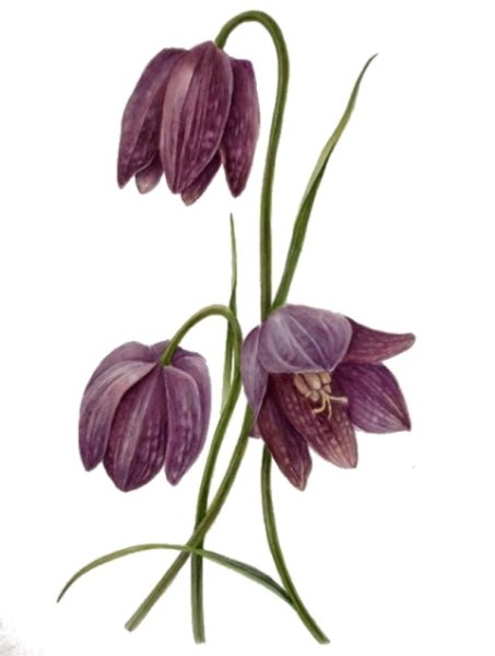 Рябчик шахматный раскраска