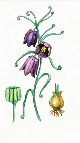 Строение рябчика растения