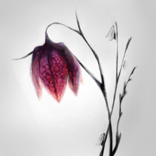 Рябчик русский Ботаническая иллюстрация