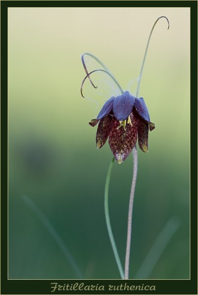 Рябчик малый Fritillária meleagroídes