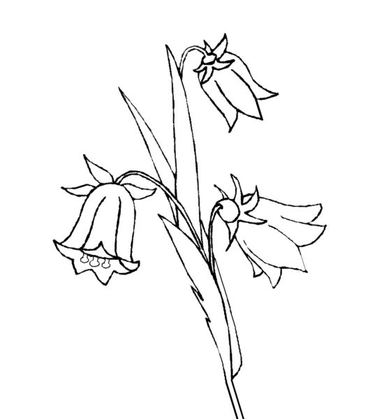 Рябчик саранка